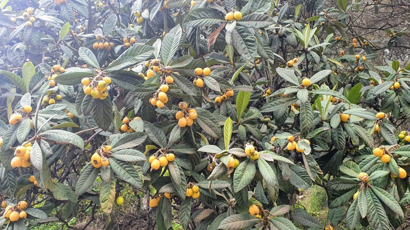 ¡Gran terreno para cultivo!