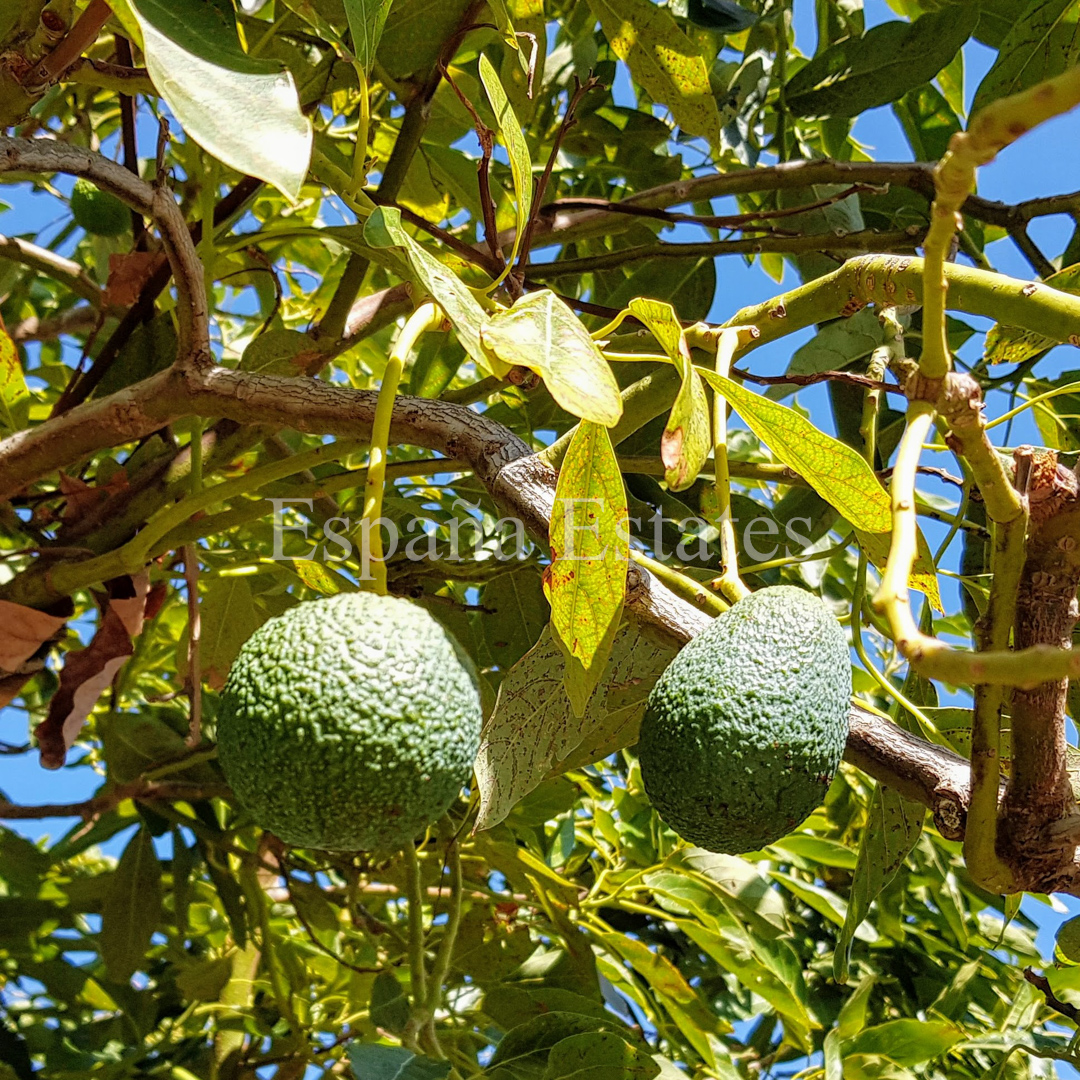 Casa in vendita a Frigiliana